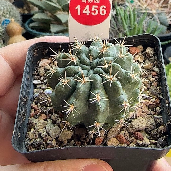 实生带中刺登阳丸4.3cm