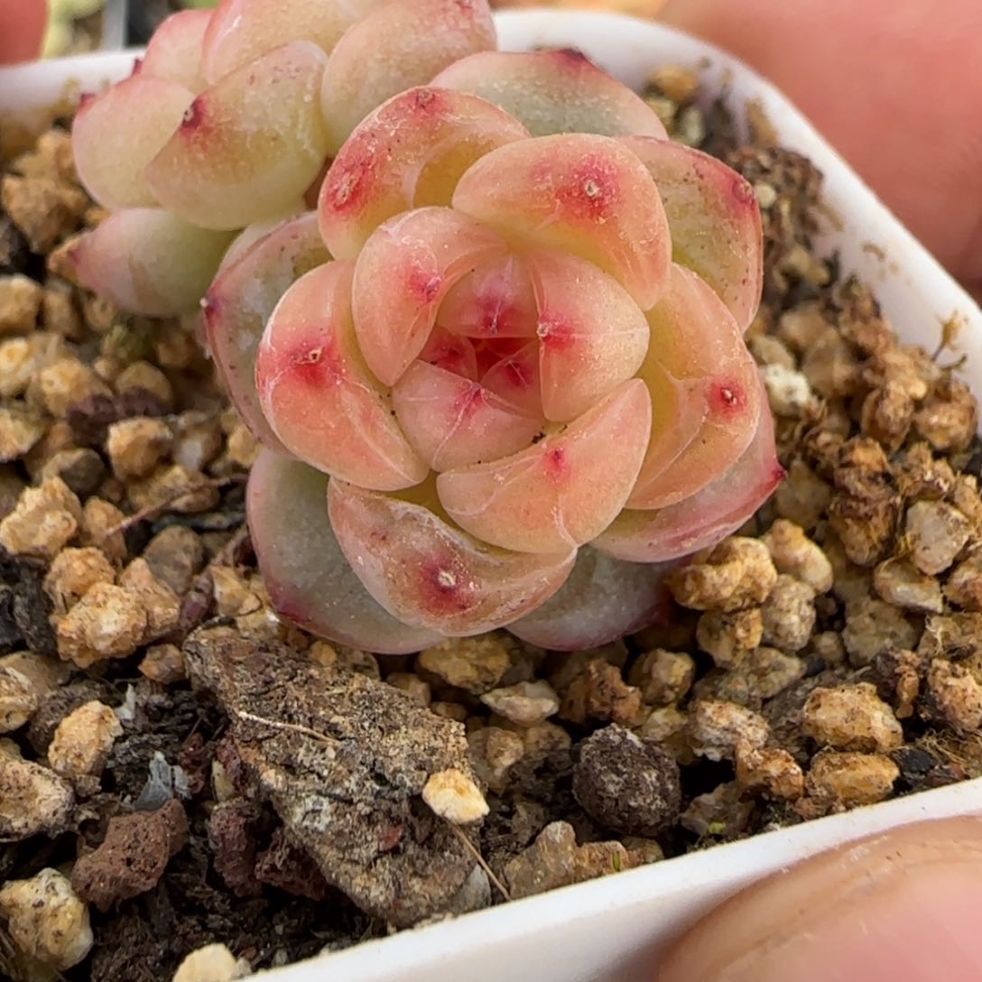 一物一拍甜心11192