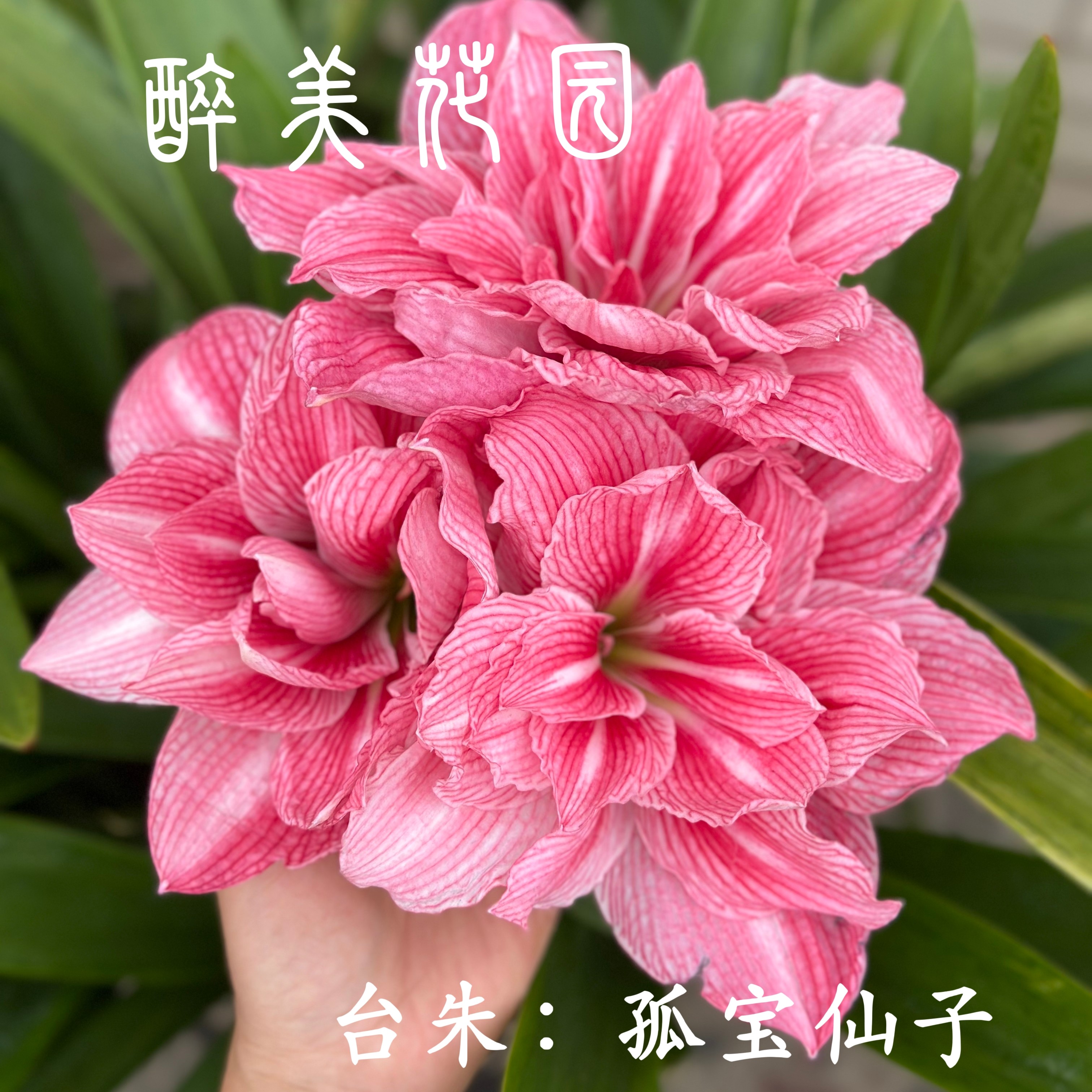 朱顶红球6cm起《原盆原土发货》只包对版，不包后期养护，0度地区慎拍