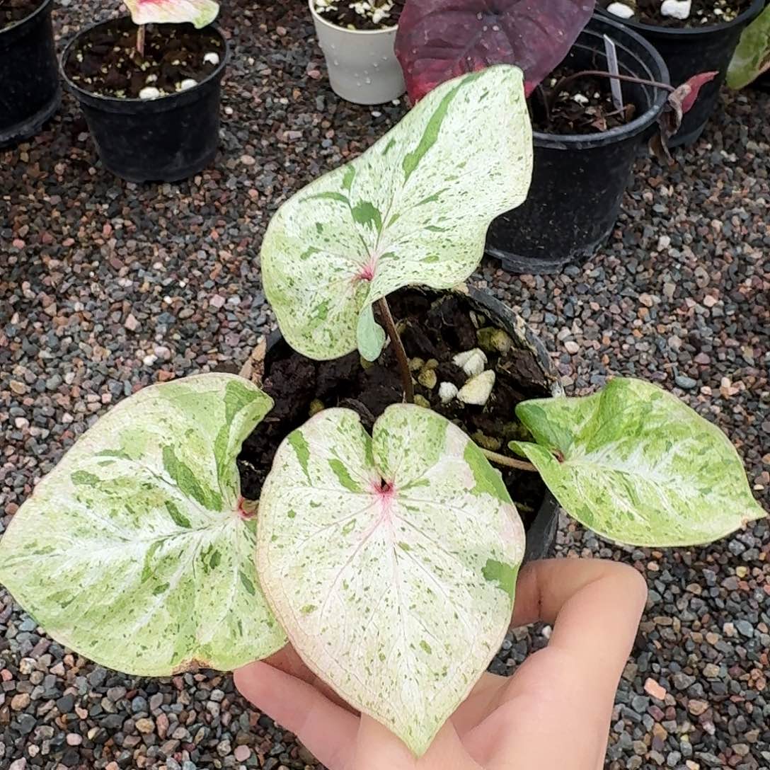 完全开放Q256薄荷糖