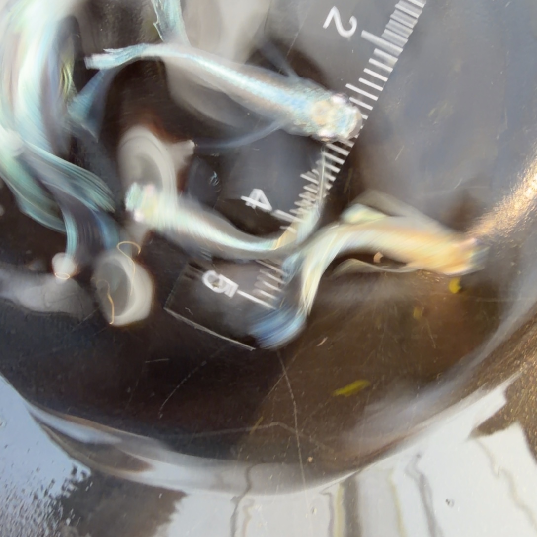 青鳉鱼观背青鳉26