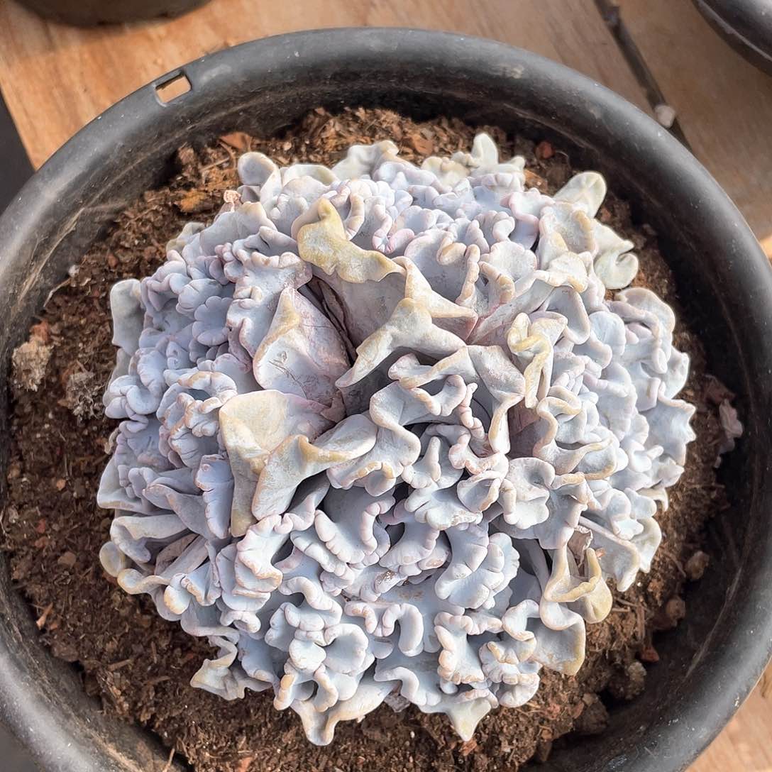 特价多肉植物多肉植物