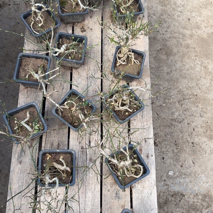 全部花苞迎春盆景