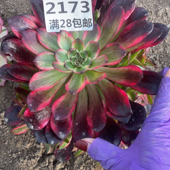 2173二号棚烟花多肉植物M