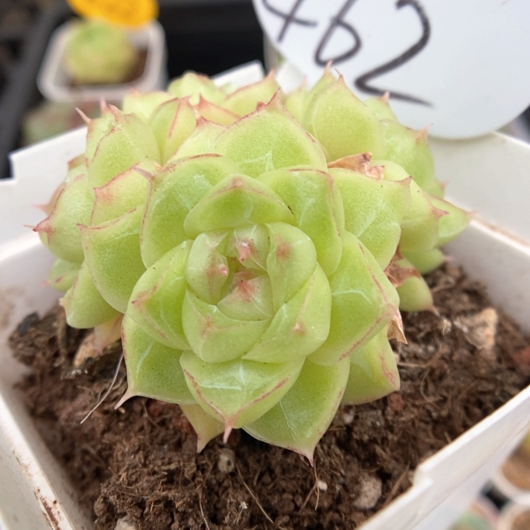 麦秆群生可拍462号。      
