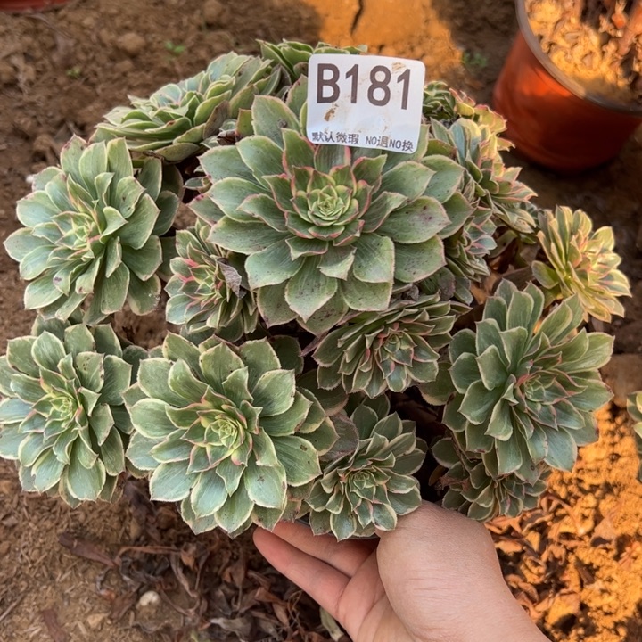 小微瑕莲花座多肉植物181.
