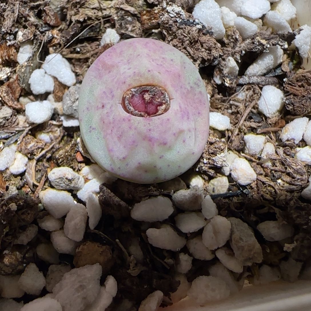 肉锥多肉植物百科-杂交红嘴1482