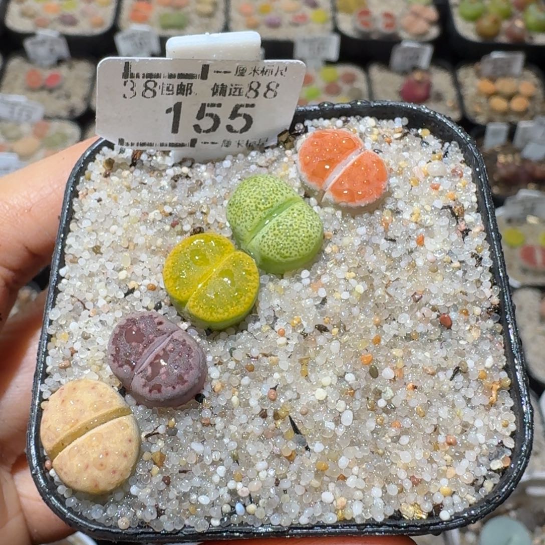 Sss精品清货款155