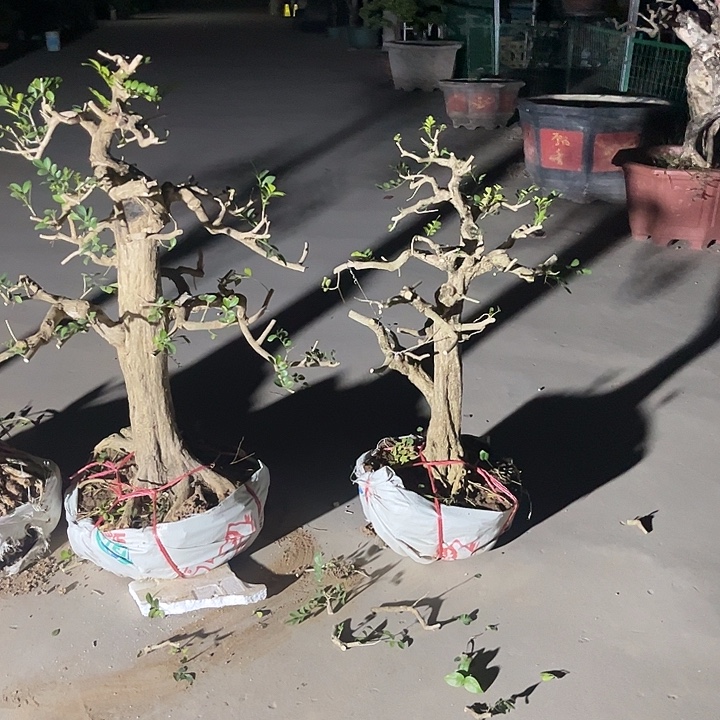 无花朵九里香盆栽植物