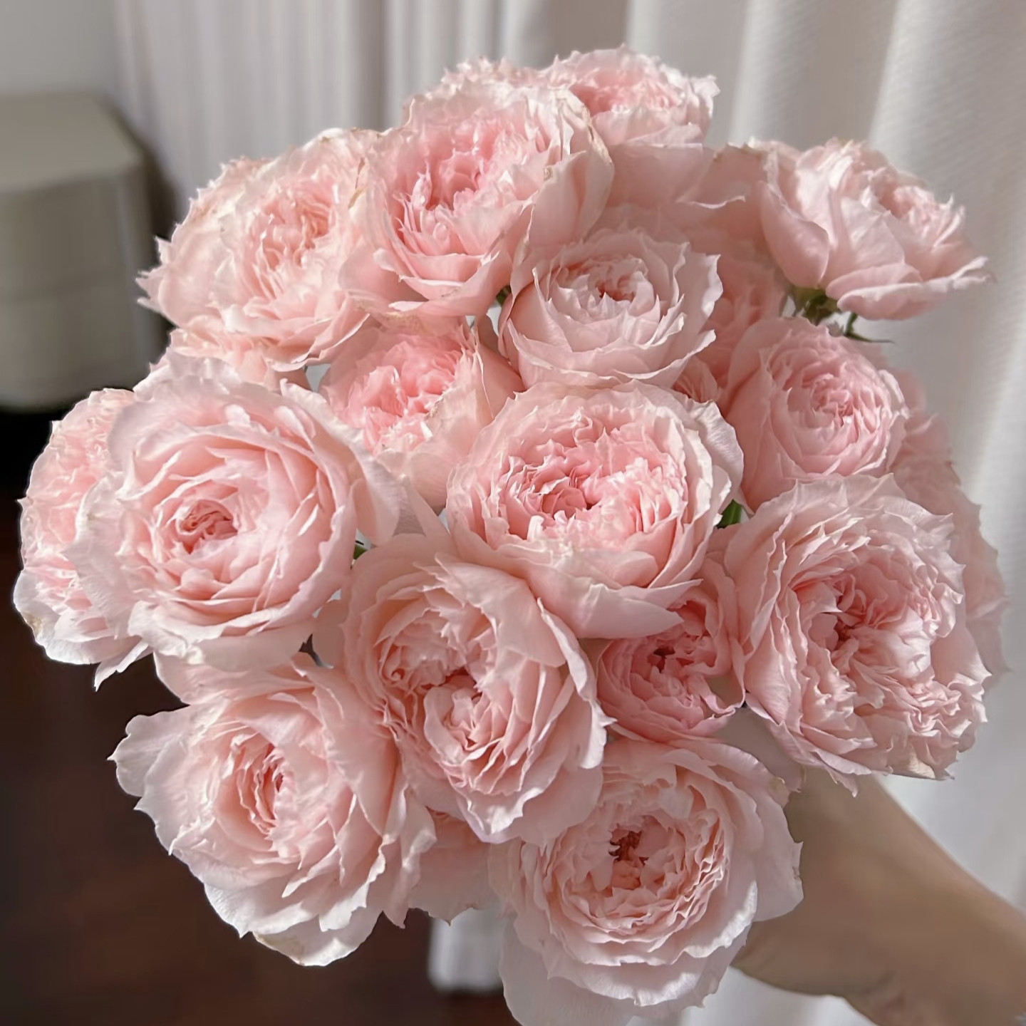 短腿单头玉脂玫瑰18支+2支防损 腿长约30cm斗南顺丰直发