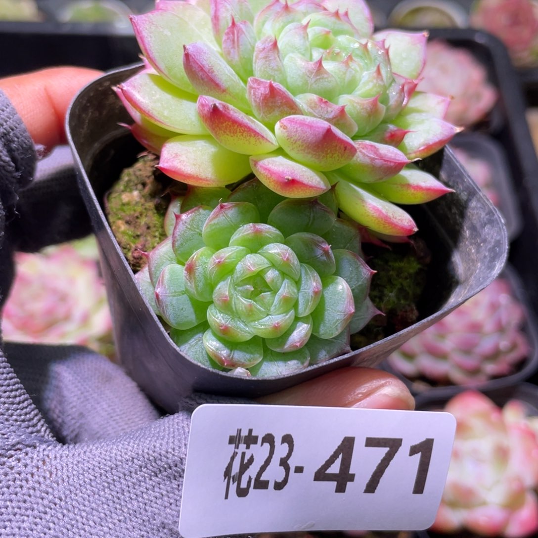 花利美23-471新品