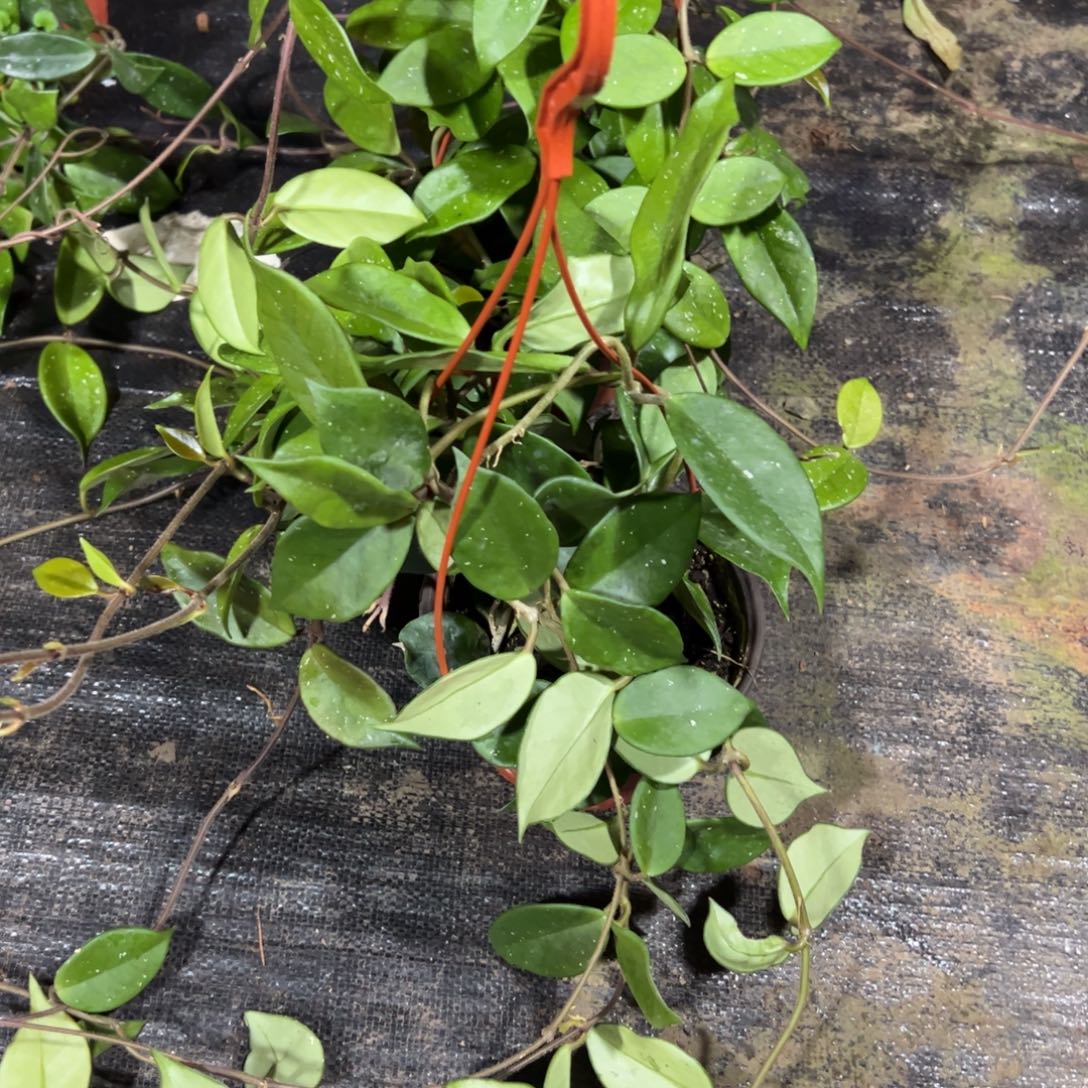 1***1完全开放卡诺萨绿叶红