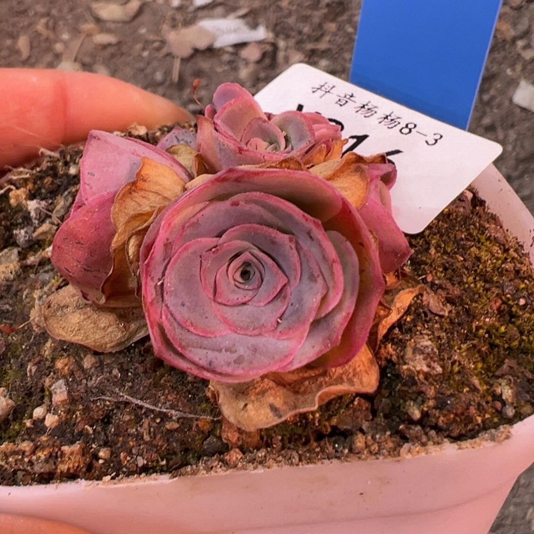 杨916 帕美土豪框x各种