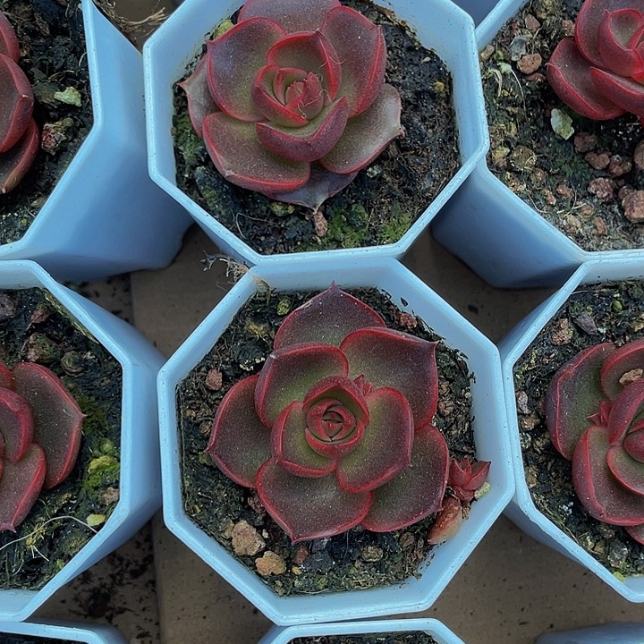 八角盆红灯7.8带盆