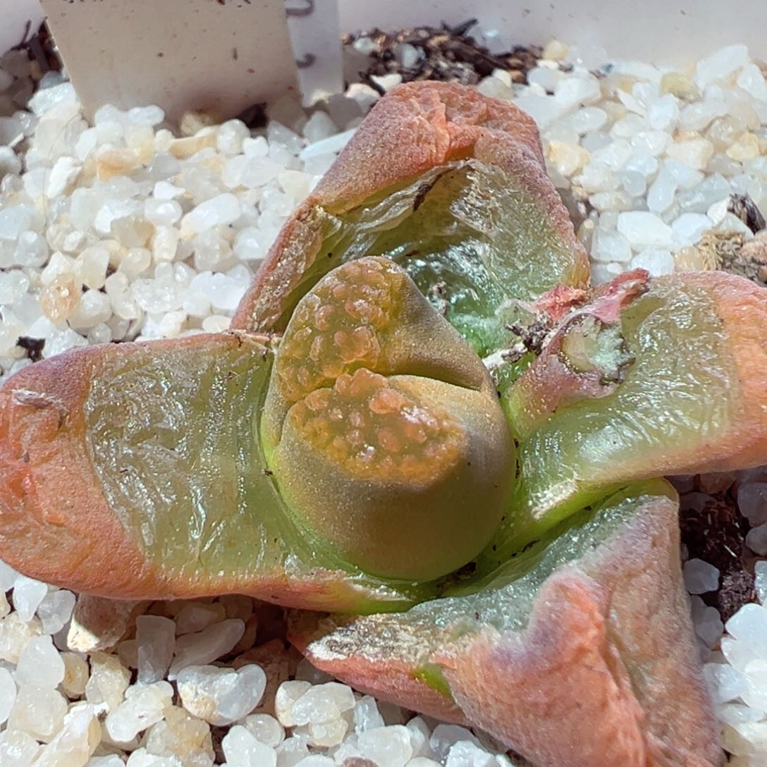 217-212多肉超级蛋糕