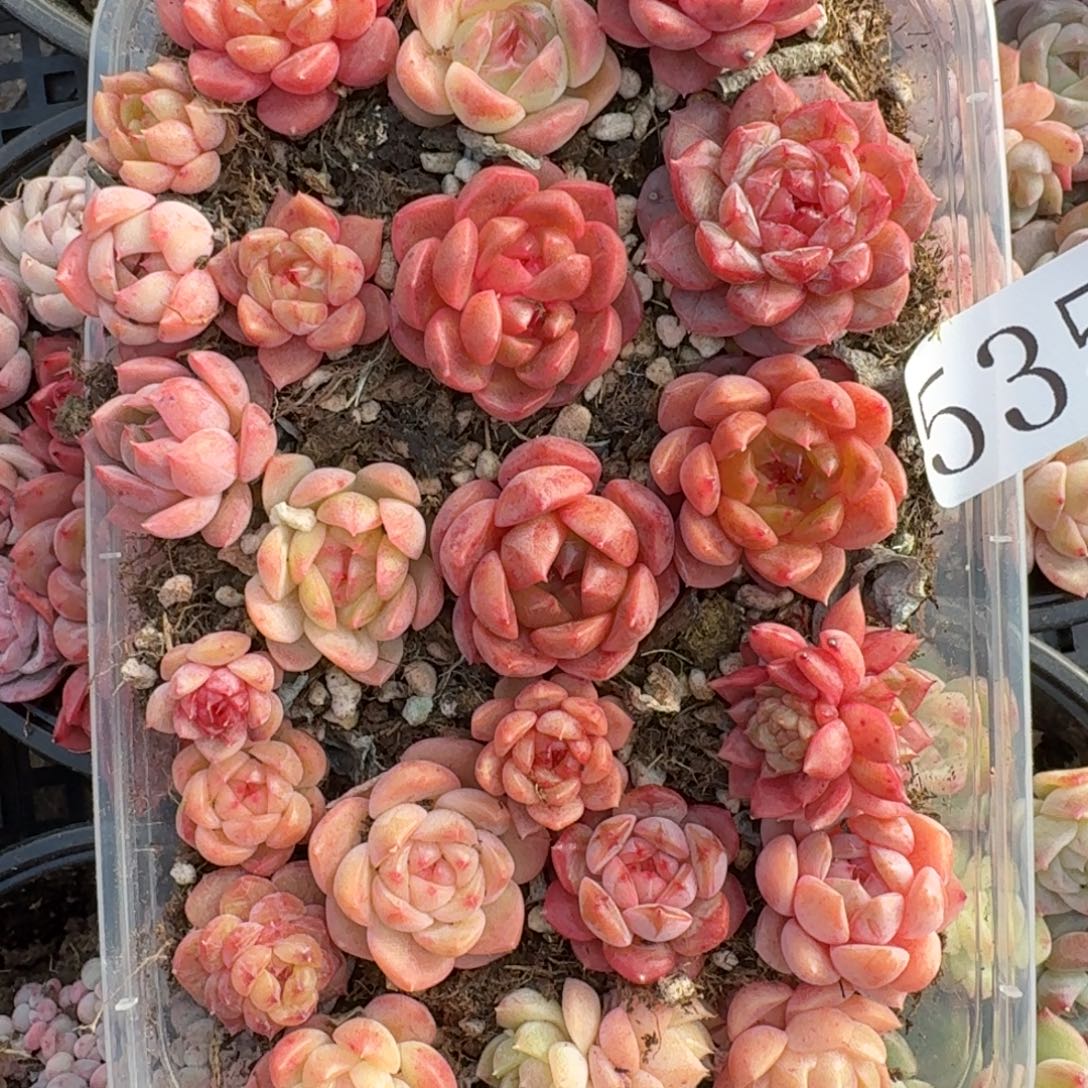 多肉植物多肉植物535