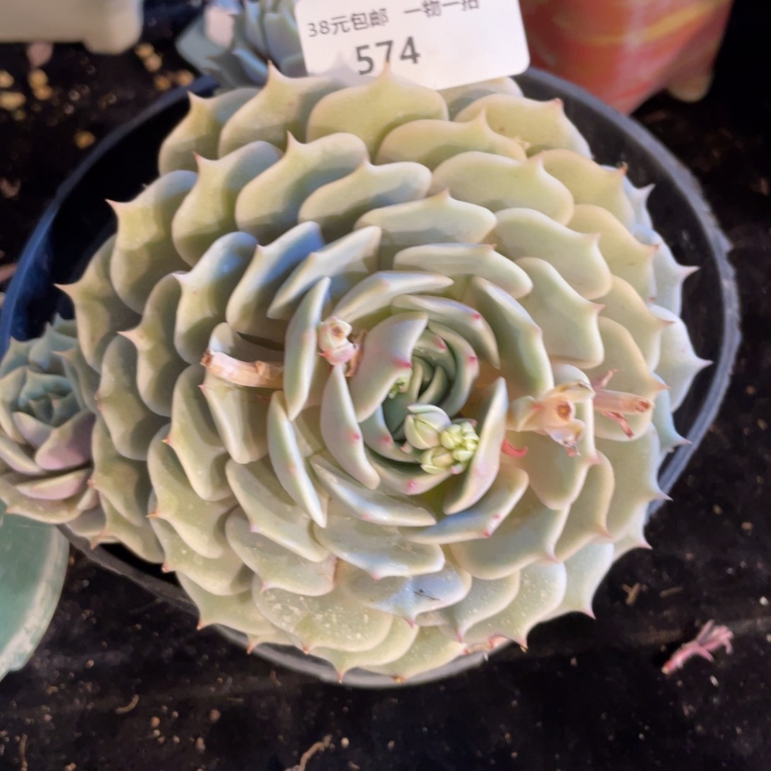 574露娜连群生多肉植物