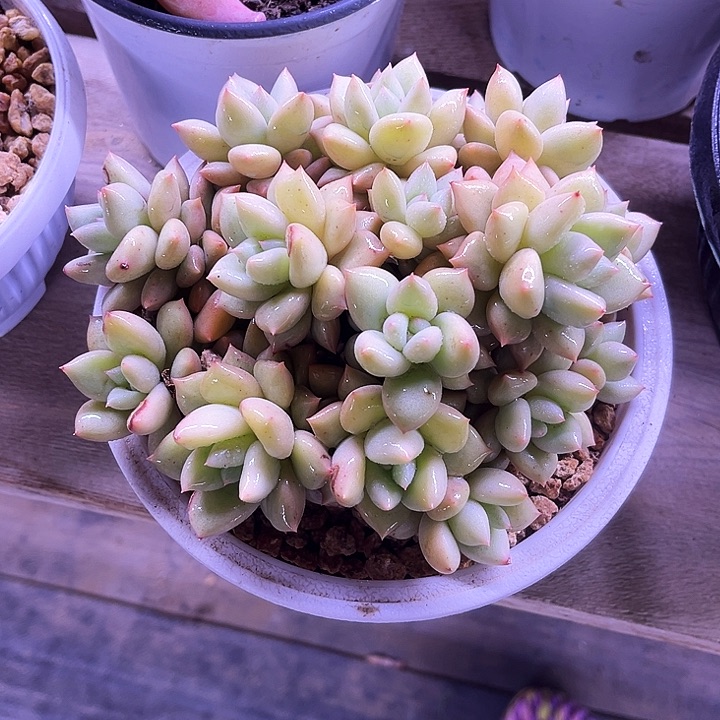 我是第一百个为妖刀应援滴