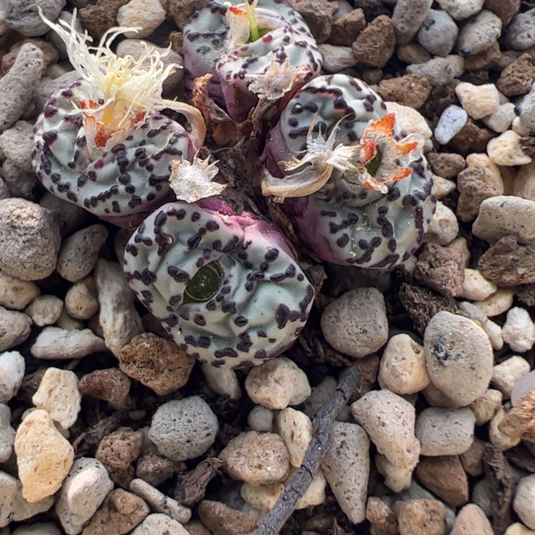 131 好看的多肉冲冲冲