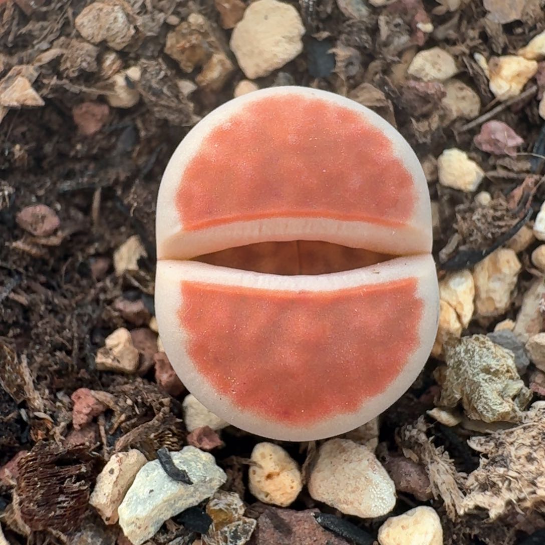 61一颗000000000000000