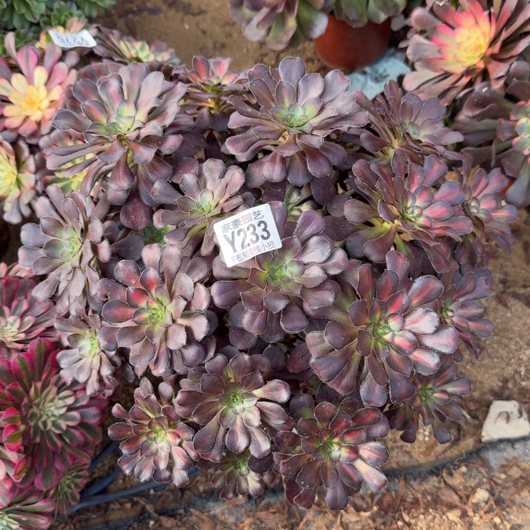 233晚霞官服38左右2