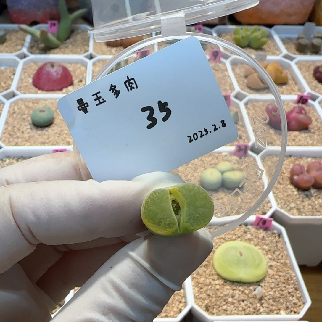 ?*炀多肉多肉多肉2.8-035