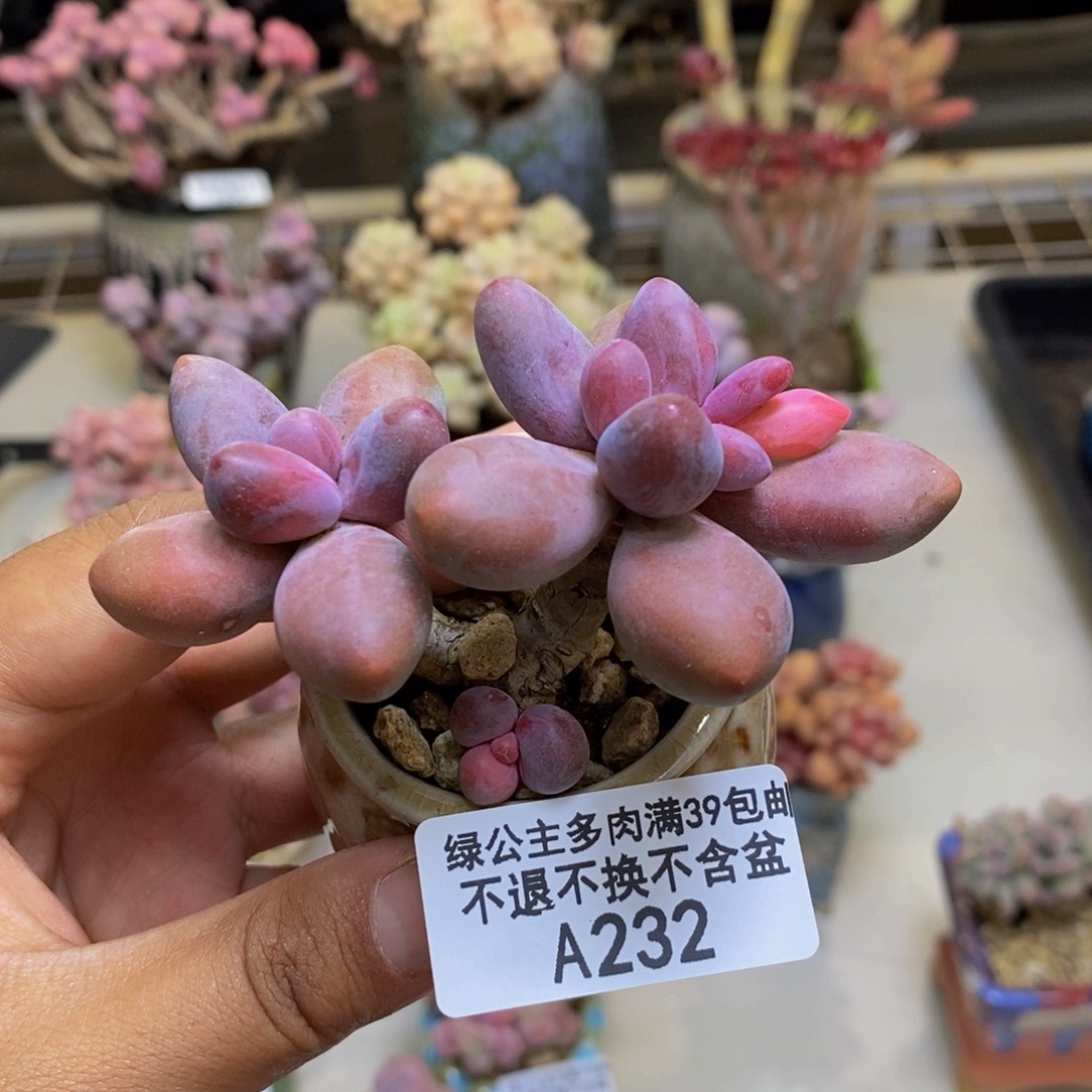 232糖果美人多肉4c m