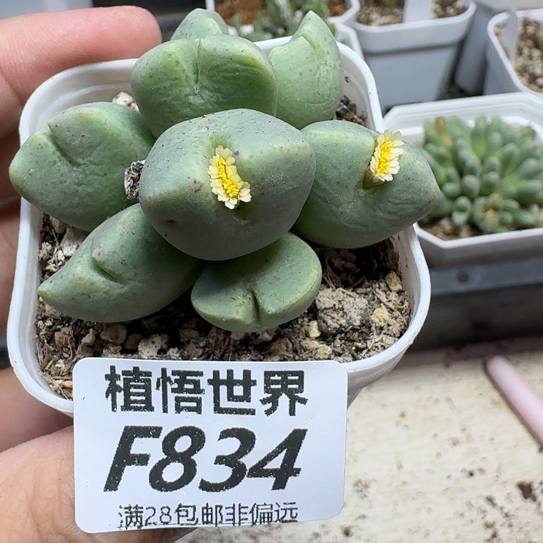 的W的人生风格hnnmm