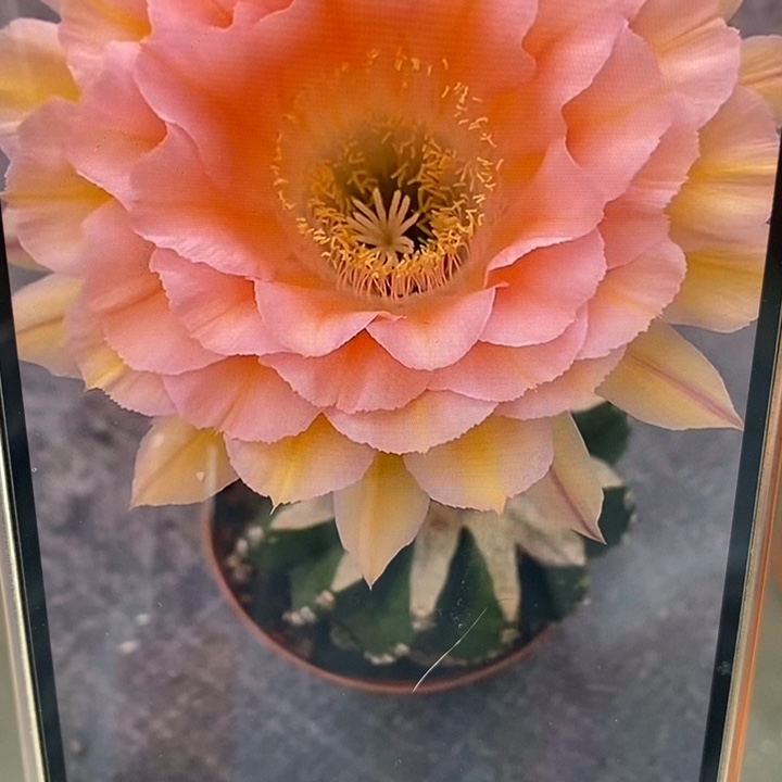 香香梦幻侧芽4.5-5公分左右