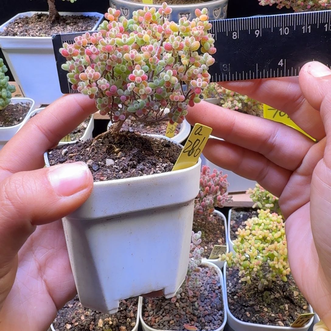 a286号橘子糖冠服7厘米左右