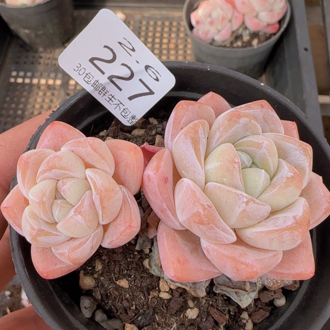 冰玉双头一颗脱土发货