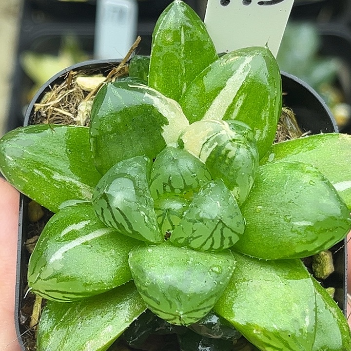 173三头玛琳玉露锦