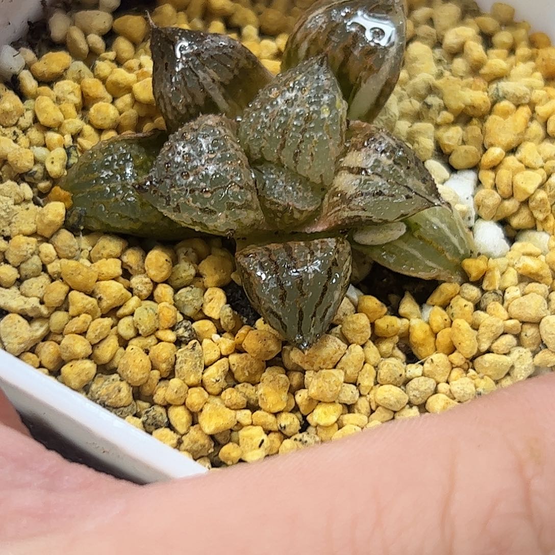 丸叶白银锦十二卷多肉