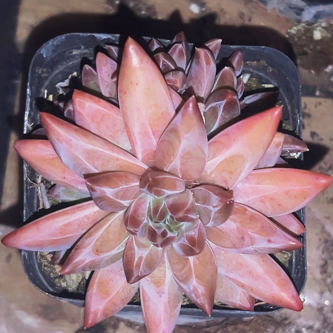 桔云多肉美人精品系列