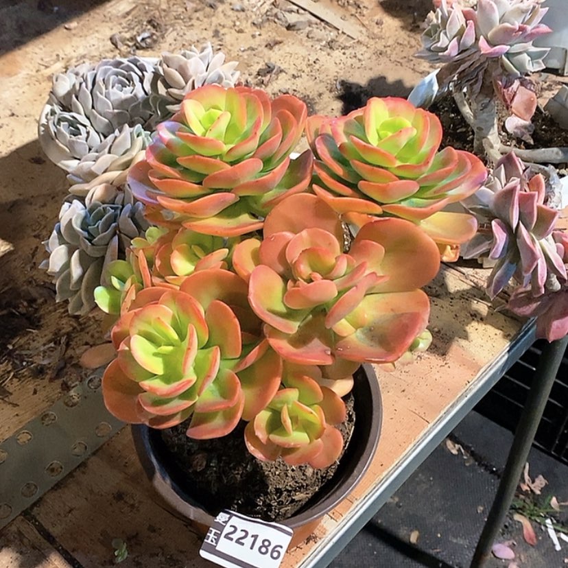 【闪购商品】红梅22186