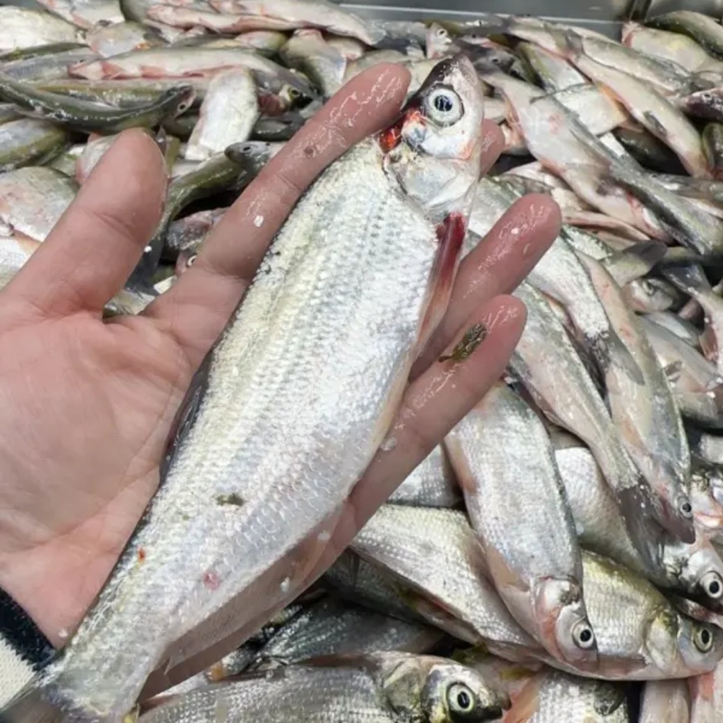 东北冷水小翘嘴5斤多少（怕小勿拍）包邮