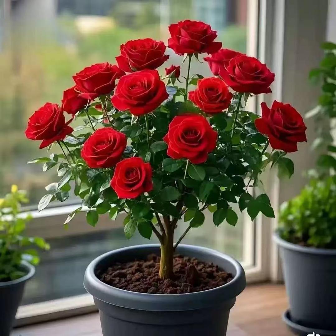 【香水玫瑰】玫瑰花老桩苗四季开花耐寒耐热植物盆栽大花月季浓香型