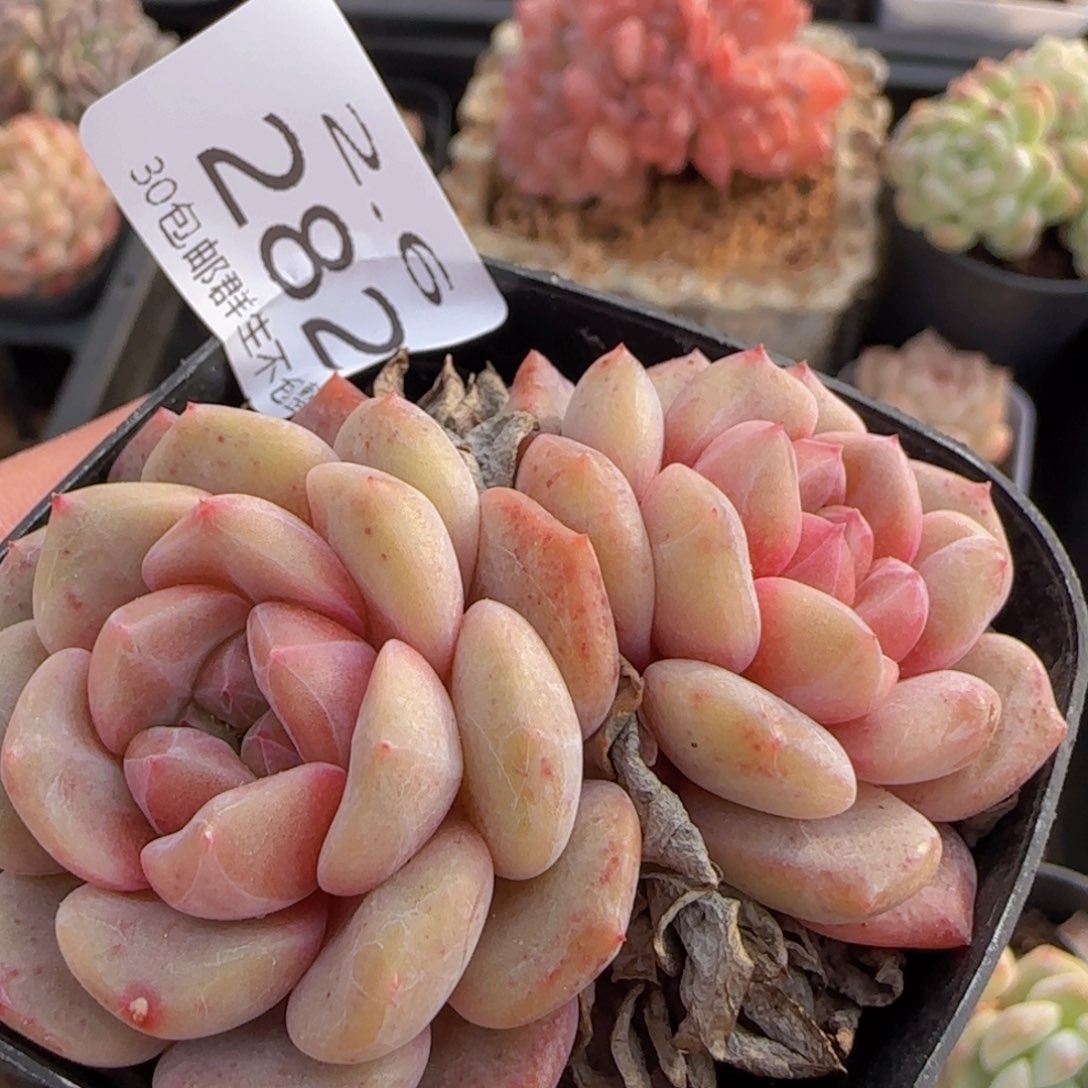 紫梦单头一颗脱土发货