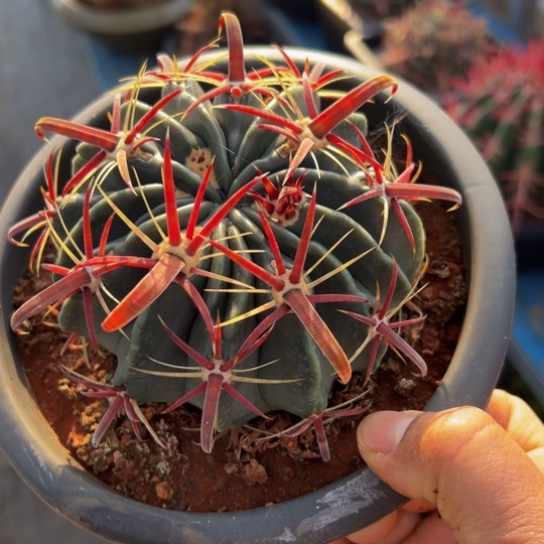 墨西哥丸叶（大红勾刺日出）