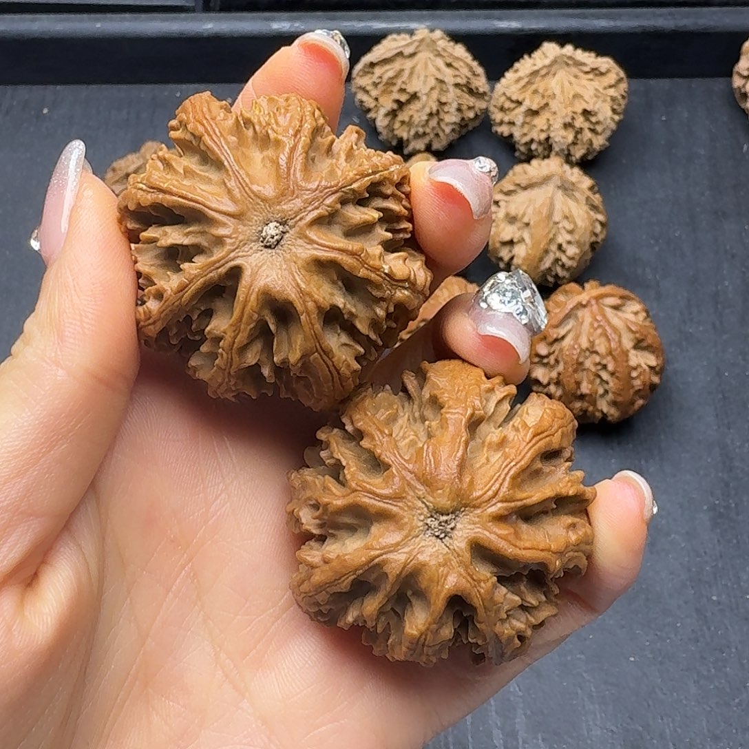 利***哥桃木突突突突突突突