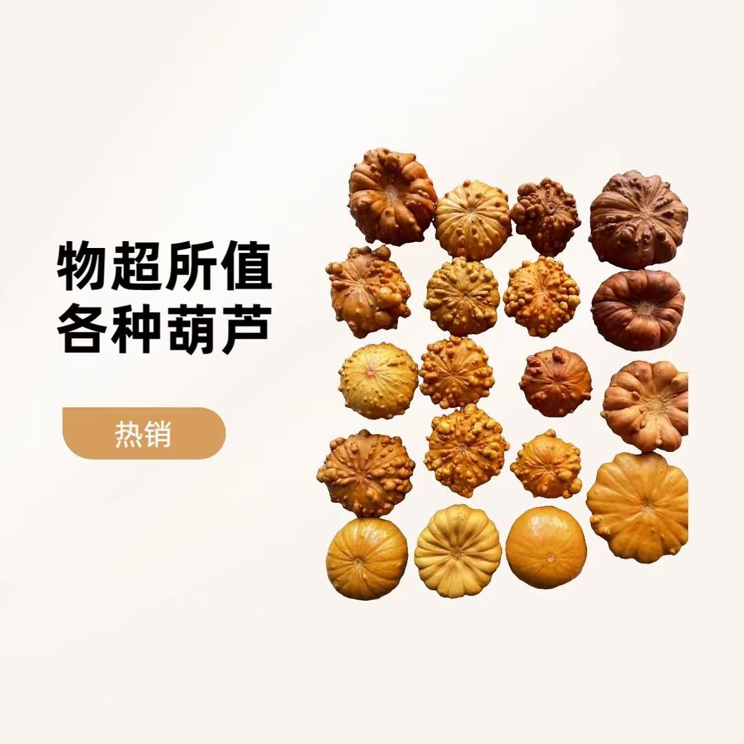 一物一拍墨西哥七彩疙瘩葫芦
