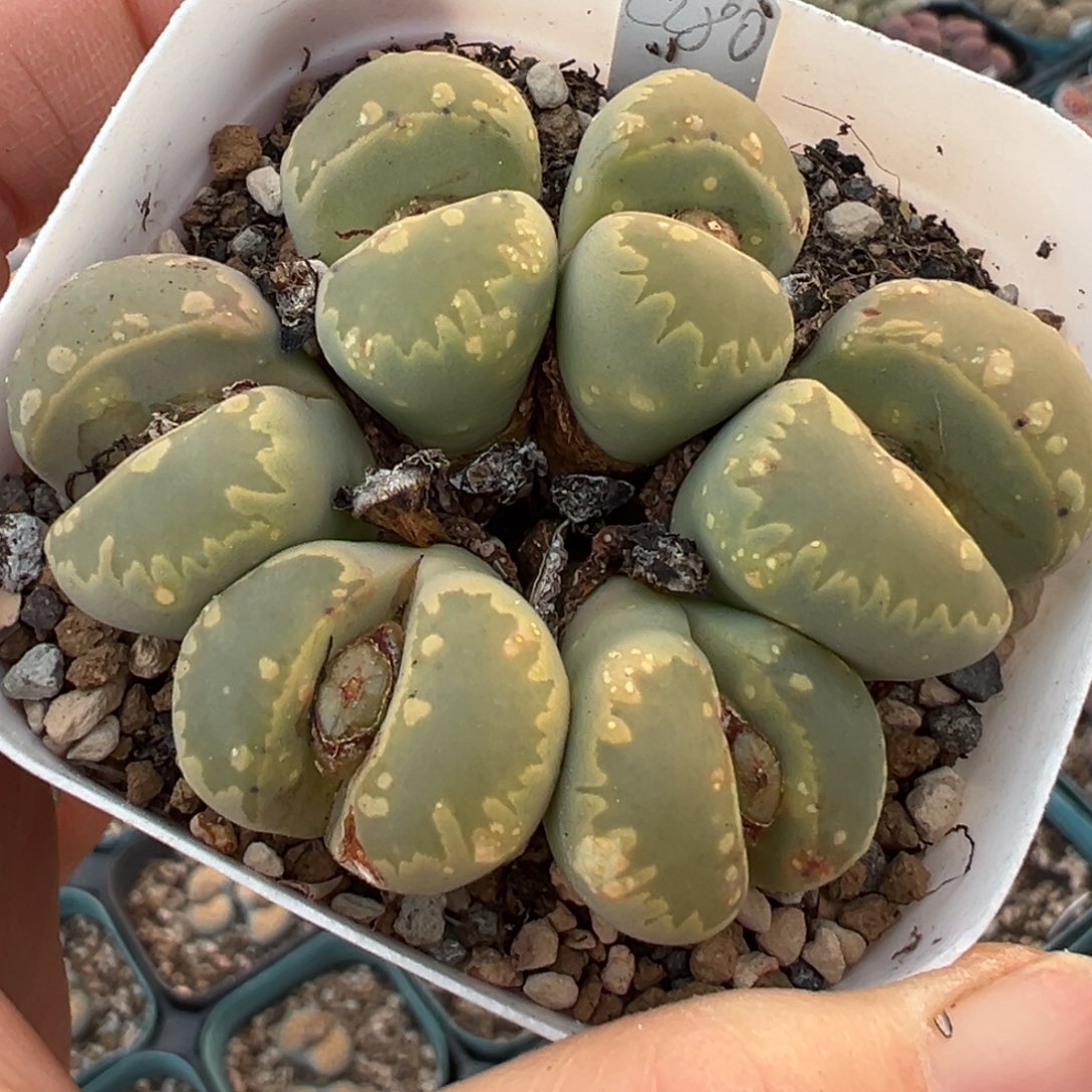 大津汇多肉植物百科