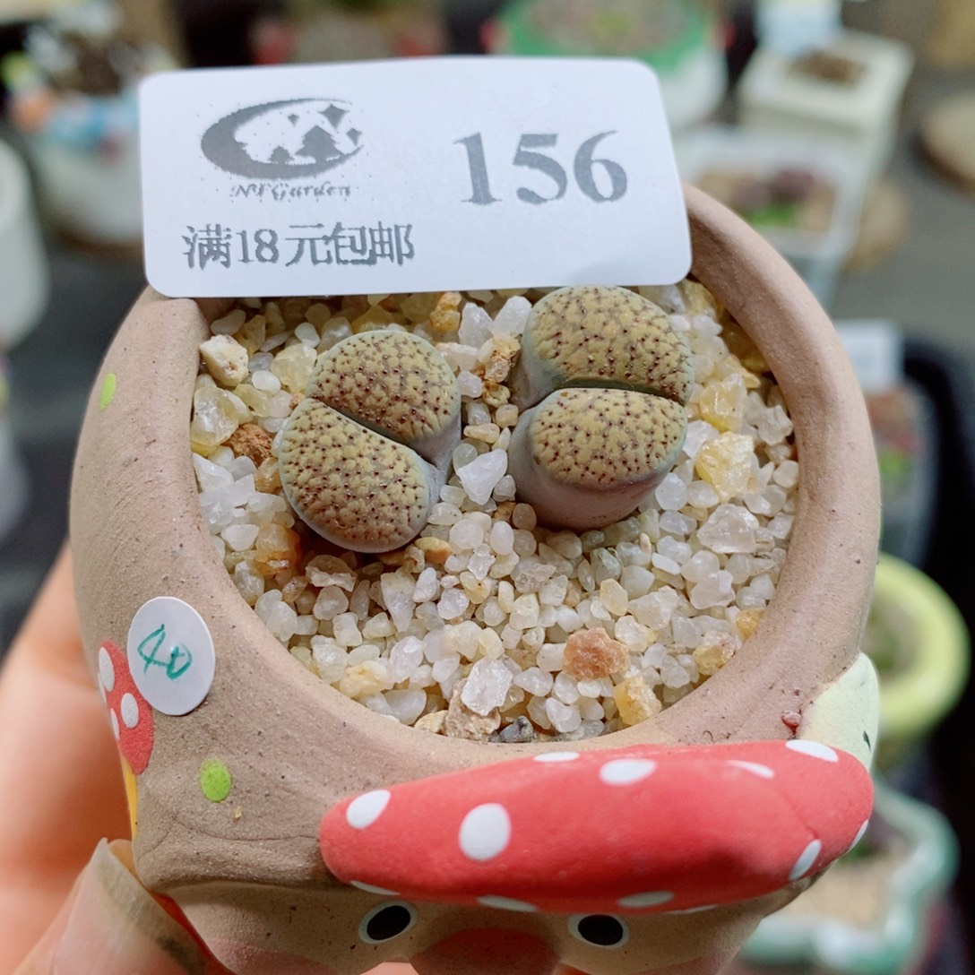 生石花花花花花花花156