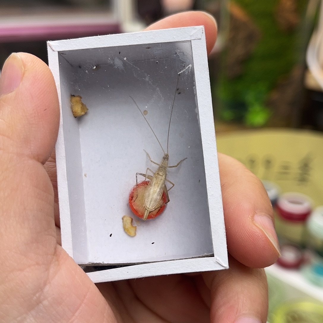 柬竹哈哈哈哈哈哈哈