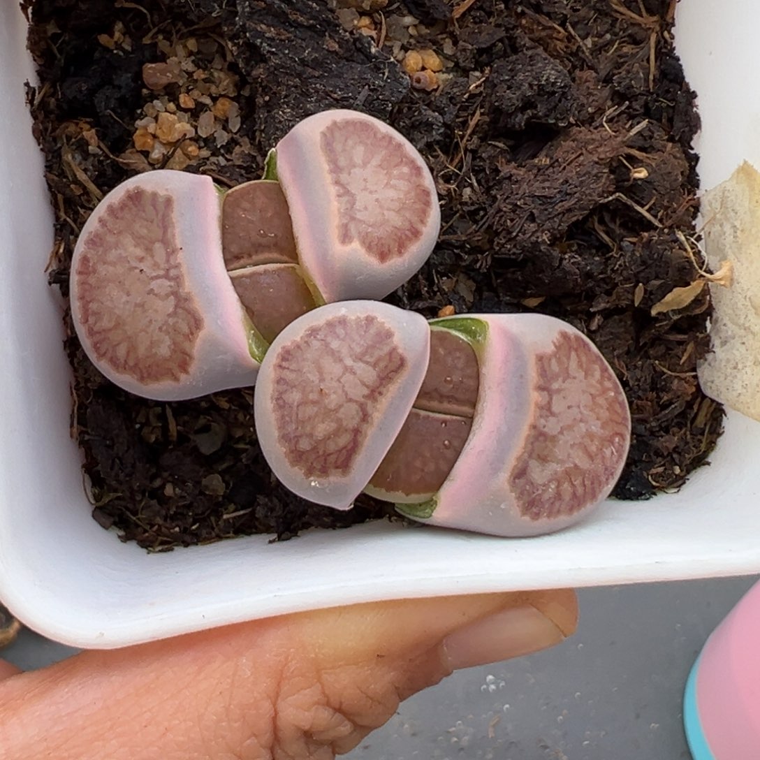 1.27好看的多肉982