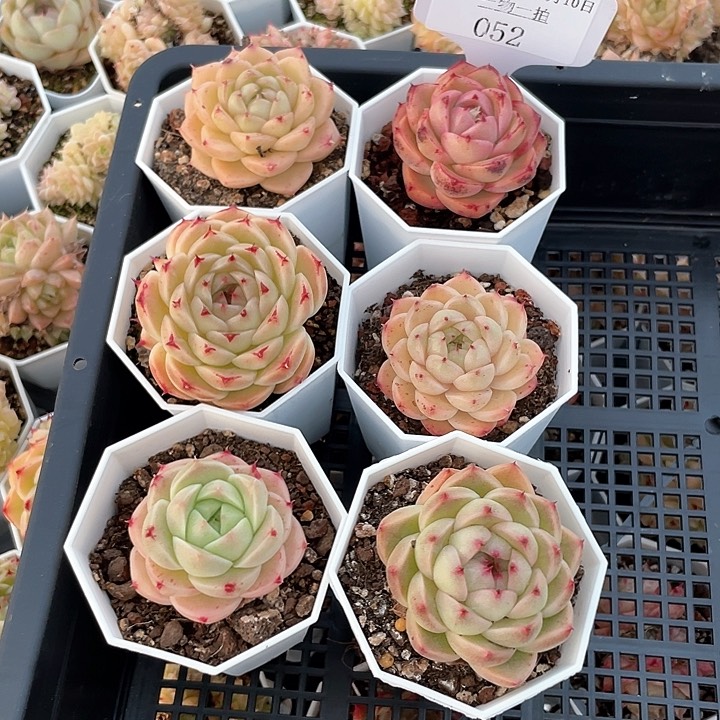 薇薇安园艺多肉052