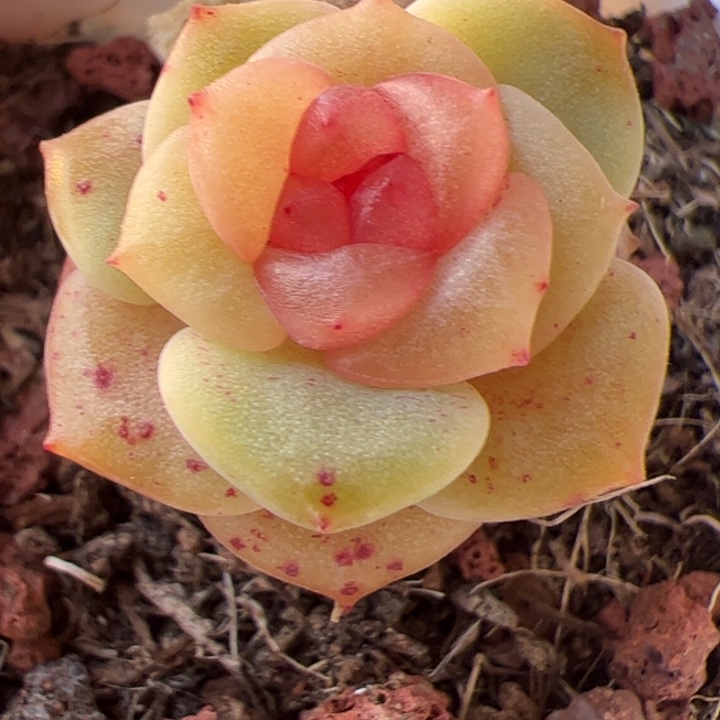 开播福利，一物一拍，精品糖心