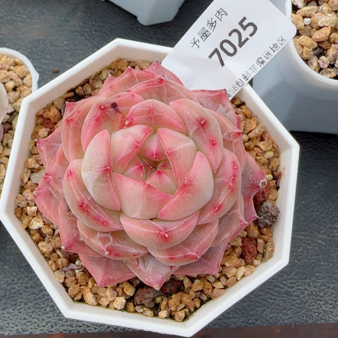 繁花，7025多肉植物