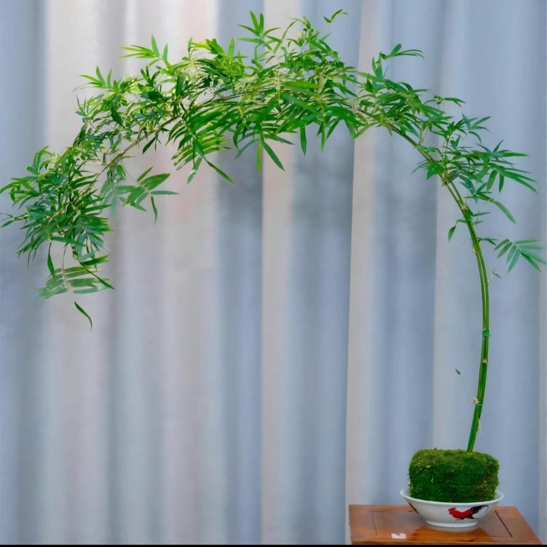 （一物一拍）高飘枝红观音竹室内水培苔藓球观赏绿植盆栽四季常青