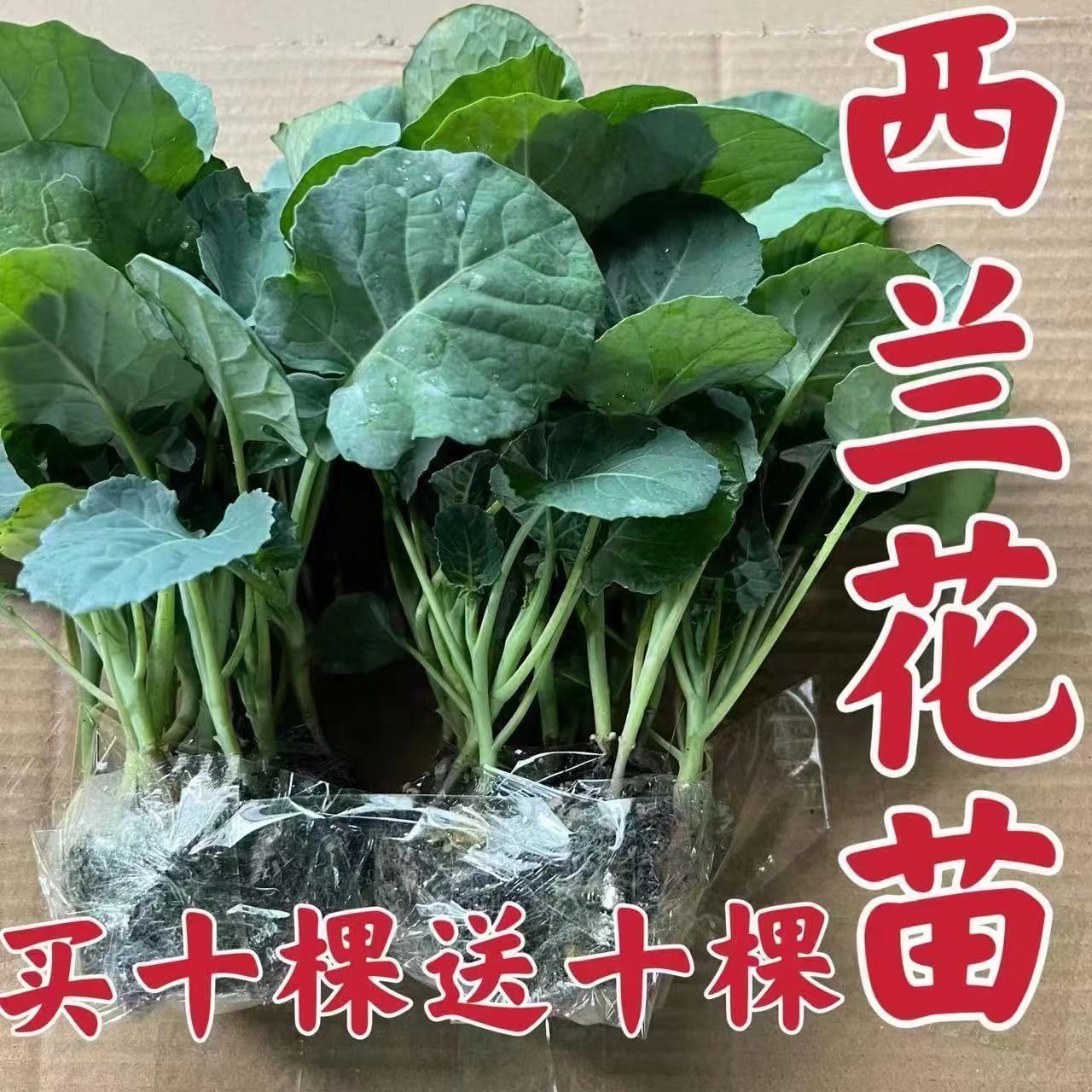 西兰花秧苗西兰花苗菜花苗白菜花秧苗花椰菜苗有机花苗抗寒叶菜苗